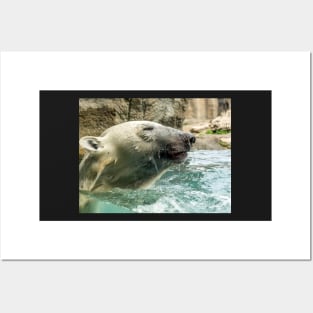 Head of Polar bear above water Posters and Art